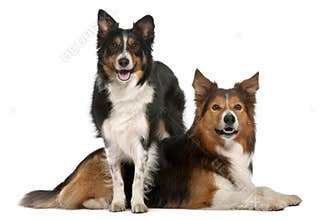 Male Border Collie, 7 years old, Female Border