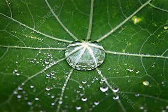 Green leaf with dew