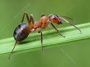 Ant formica rufa on grass