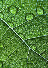 Closeup leaf