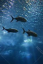 Fish swimming in water.