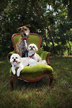 Three dogs on chair