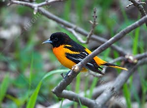 Baltimore Oriole