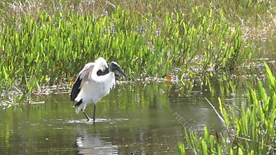 Wood stork in the Everglades