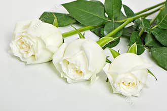 Three Elegant White Roses with Fresh Green Leaves on a Clean White Background.