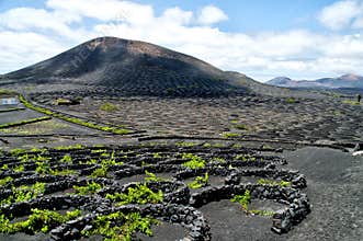 Vineyards in La Geria, Lanzarote, Spain.