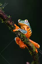 Splendid tree frog or splendid leaf frog Cruziohyla calcarifer. A beautiful frog with tiger stripes.