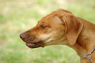 Dog sneezing
