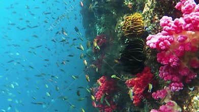 Underwater View Of Colorful Coral Garden With Tropical Fish In Kri Island, Raja Ampat. Marine Seabed With Reef Wildlife In Papua