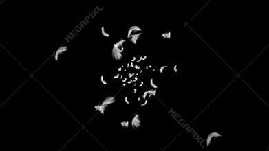 Flying many white feathers. Beautiful feather floating. Happiness. 3D loop animation of feathers.