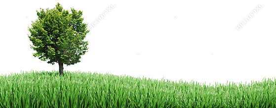 Tree and grass