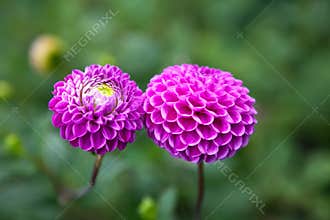 Purple Dahlia Flowers