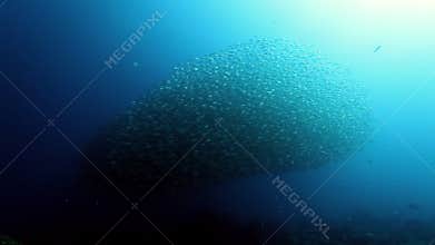 One school of fish underwater.