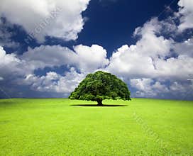 Old tree on the grass