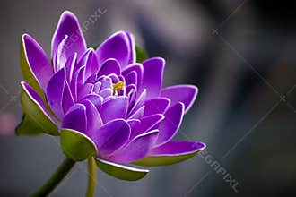 Purple flower