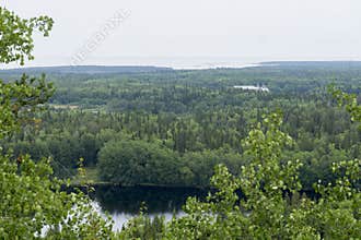 The forest of the Solovetsky islands