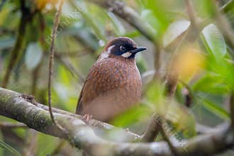 Beautiful Black-faced laughingthrush (Trochalopteron affine) bird sitting on the branch in forest