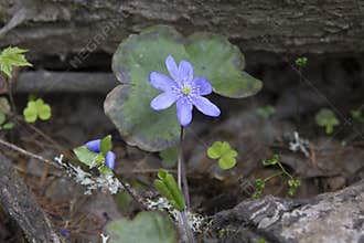 Lone flower liverwort noble, macro photography