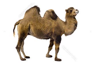 Camel