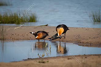 A pair of Australian Shelducks foraging on the edge of a calm pool of water.