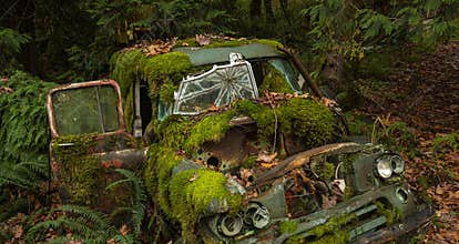 Nature Takes Over by Reclaiming What's Hers