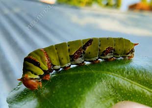 A caterpillar, which is the larval stage of a butterfly or moth.