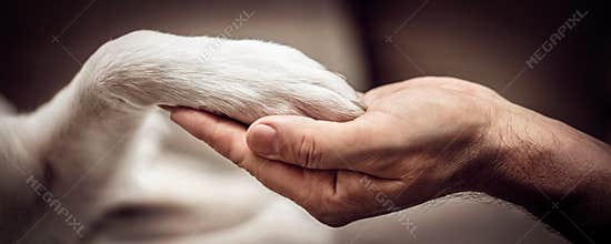 Human hand and dog paw, togetherness and friendship, animal love