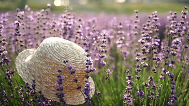 A straw hat is sitting in a field of purple flowers. The hat is the only object in the scene, and it is surrounded by a