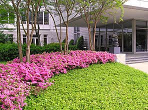 Azaleas at Office Building