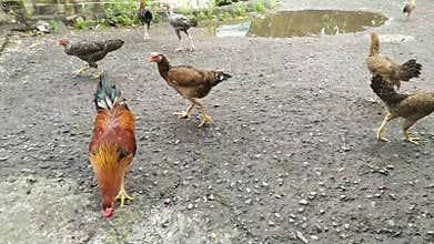 Video of Chickens roam the yard
