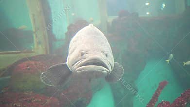 Aquarium oceanarium wildlife , Tropical sea underwater fishes , Aquarium of large fish with light rays hitting the glass.