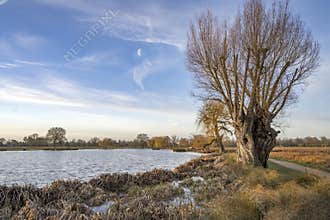 Half moon early January morning at Bushy Park