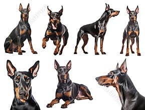 Doberman Dobermann dog puppy, many angles and view portrait side back head shot isolated on transparent background cutout, PNG