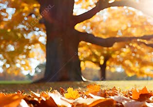 Yellow leaves falling from trees on a sunny autumn sunset or sunrise.