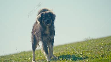 Shepherd Dog Gets Up Anxiously and Looking into the Distance Begins to Bark
