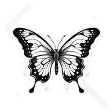Minimalistic Black And White Butterfly Drawing - Realistic And Stylized Art