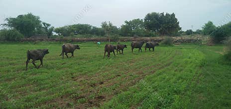 Buffalos animals farm crops agriculture