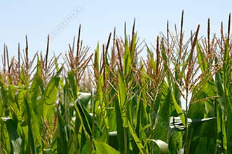 wheat field, with green leaves agricultural landscape