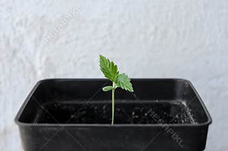 A small cannabis plant in the growth stage planted in a pot in the sun, a white background