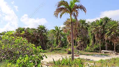 Caribbean beach nature palm trees plant jungle forest nature Mexico