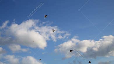 Group aerobatics of sports kites on wind in blue