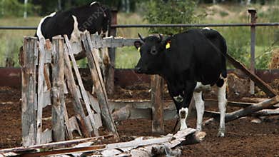 Blackandwhite cows in a rustic farmyard, surrounded by green fields and wooden fences