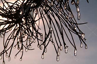 Pine leaves with frozen ice drops in winter in Valladolid, Spain