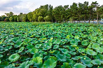 The scenery of China\'s Changchun Jingyuetan National Forest Park with blooming lotus