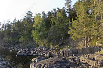 Forest on the rocky coast of Valaam Island