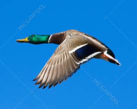 Mallard drake in flight