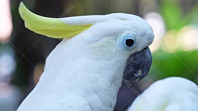 Portrait Yellow crested cockatoo a medium sized cockatoo with white plumage, bluish white bare orbital skin, grey feet