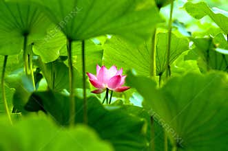 Blooming lotus flower
