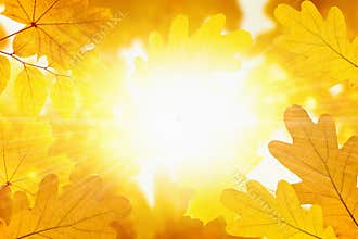 Fall background