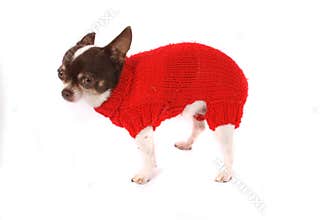 Chihuahua